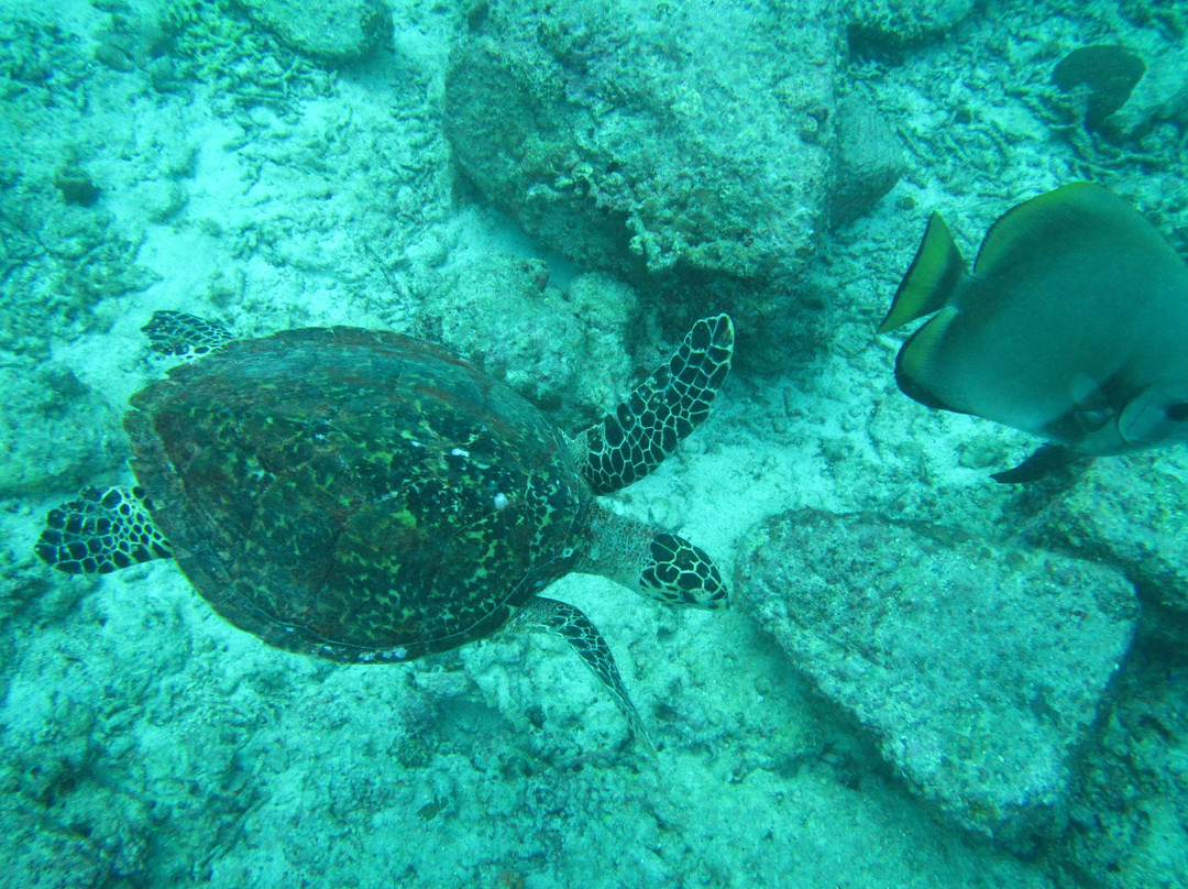 Dive Seychelles Underwater Centre景点图片