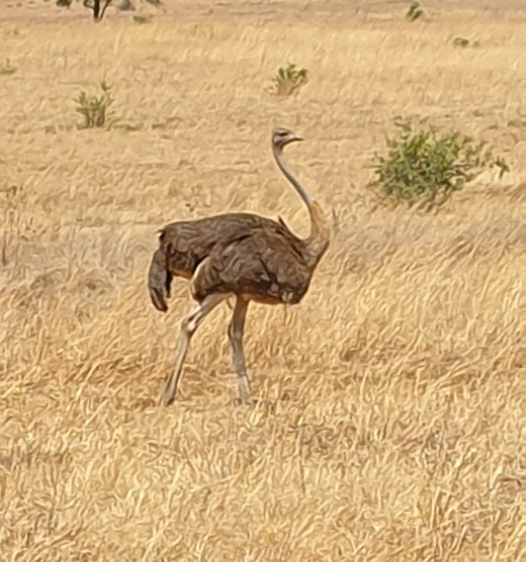 Rietfontein Nature Reserve景点图片