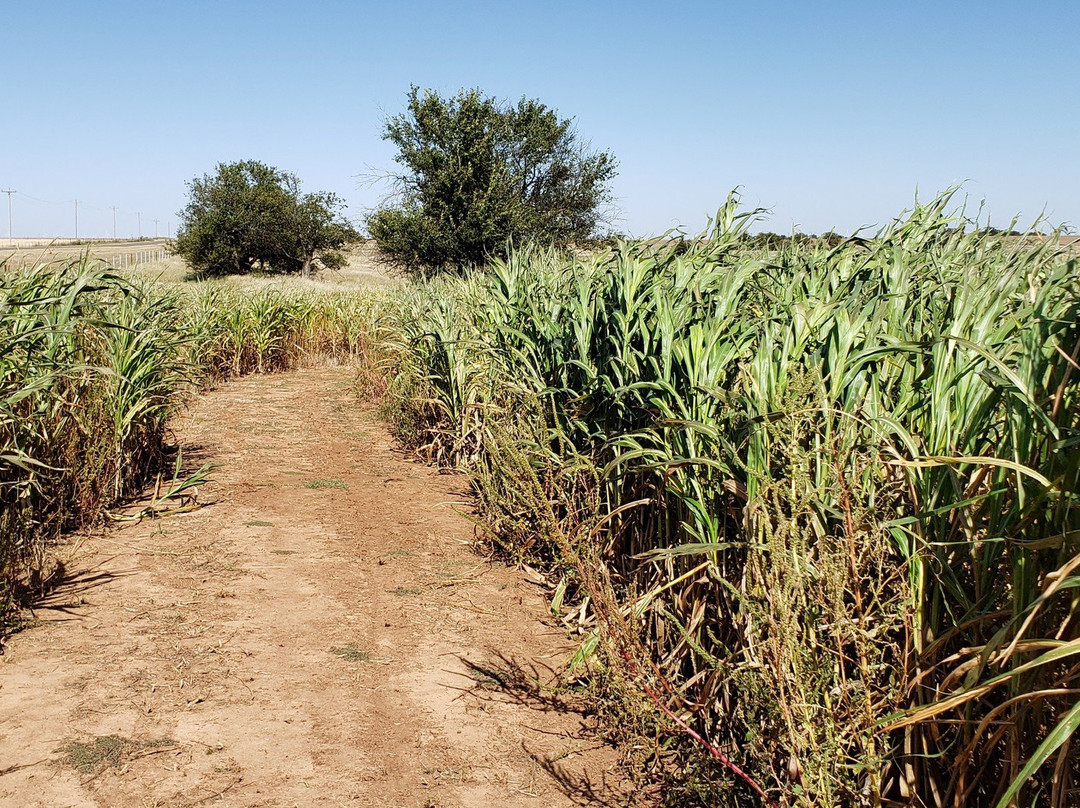 Daze in a Maze-Enid必去景点