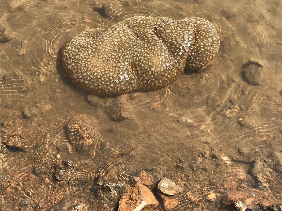 Lake Kaweah-Lemon Cove必去景点