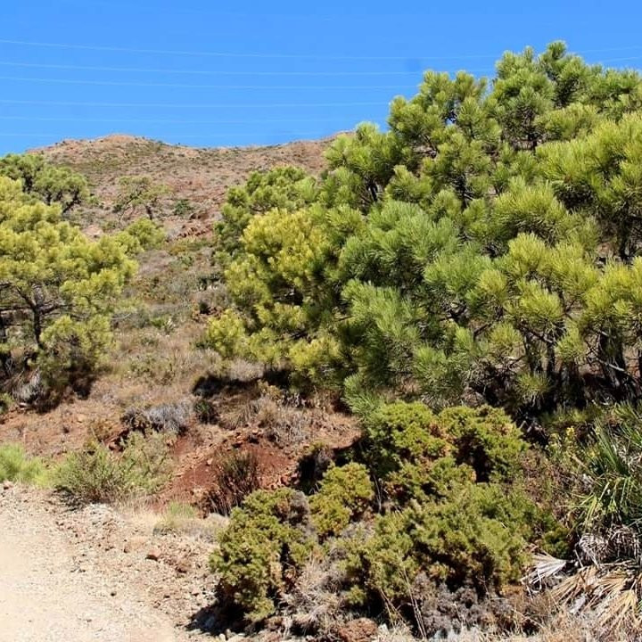 Parque de San Isidro景点图片