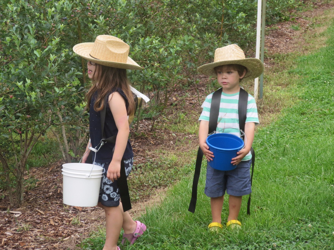 Cool Springs Blueberry Farm景点图片