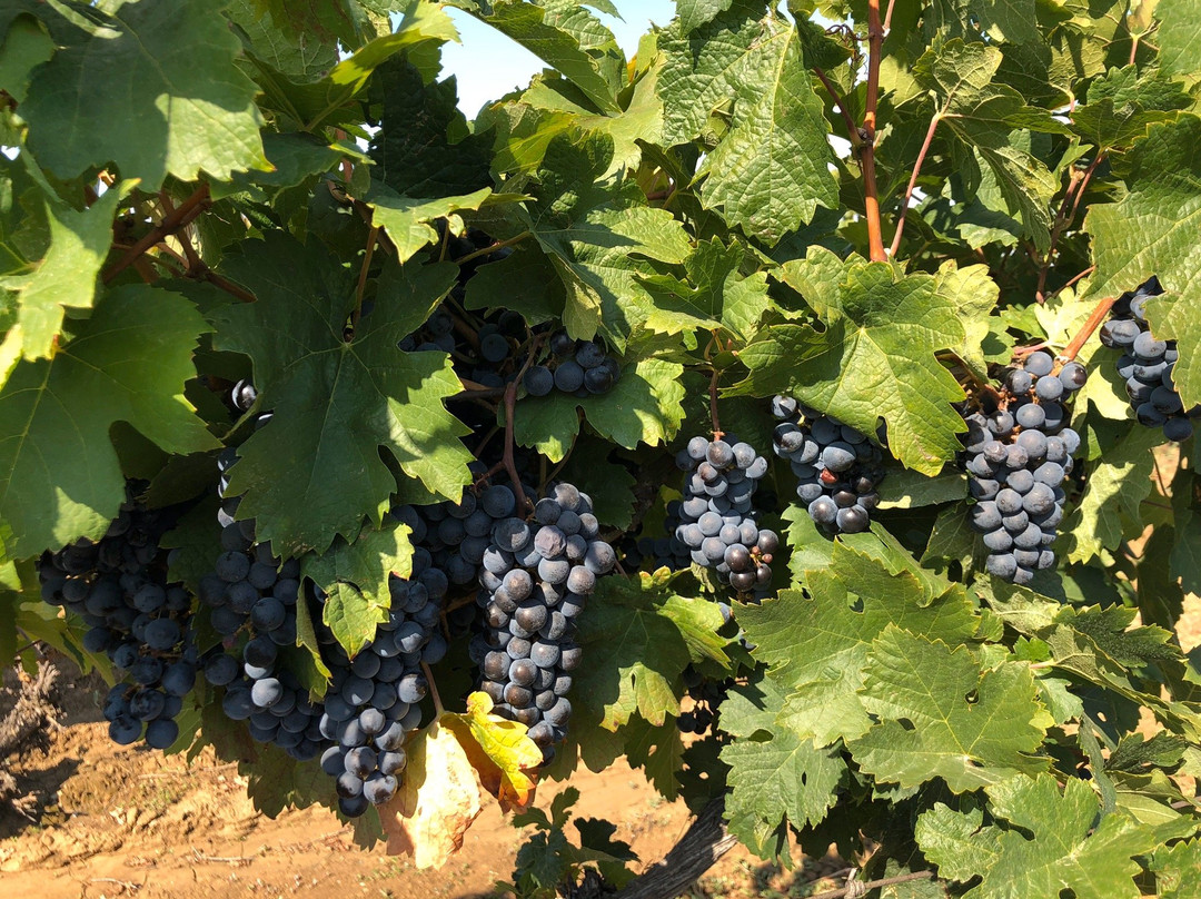 Brestovitsa Winery-Brestovitsa必去景点