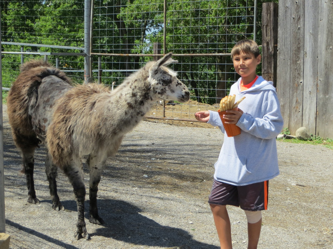 Pickett旅游景点-Glacier Ridge Animal Farm