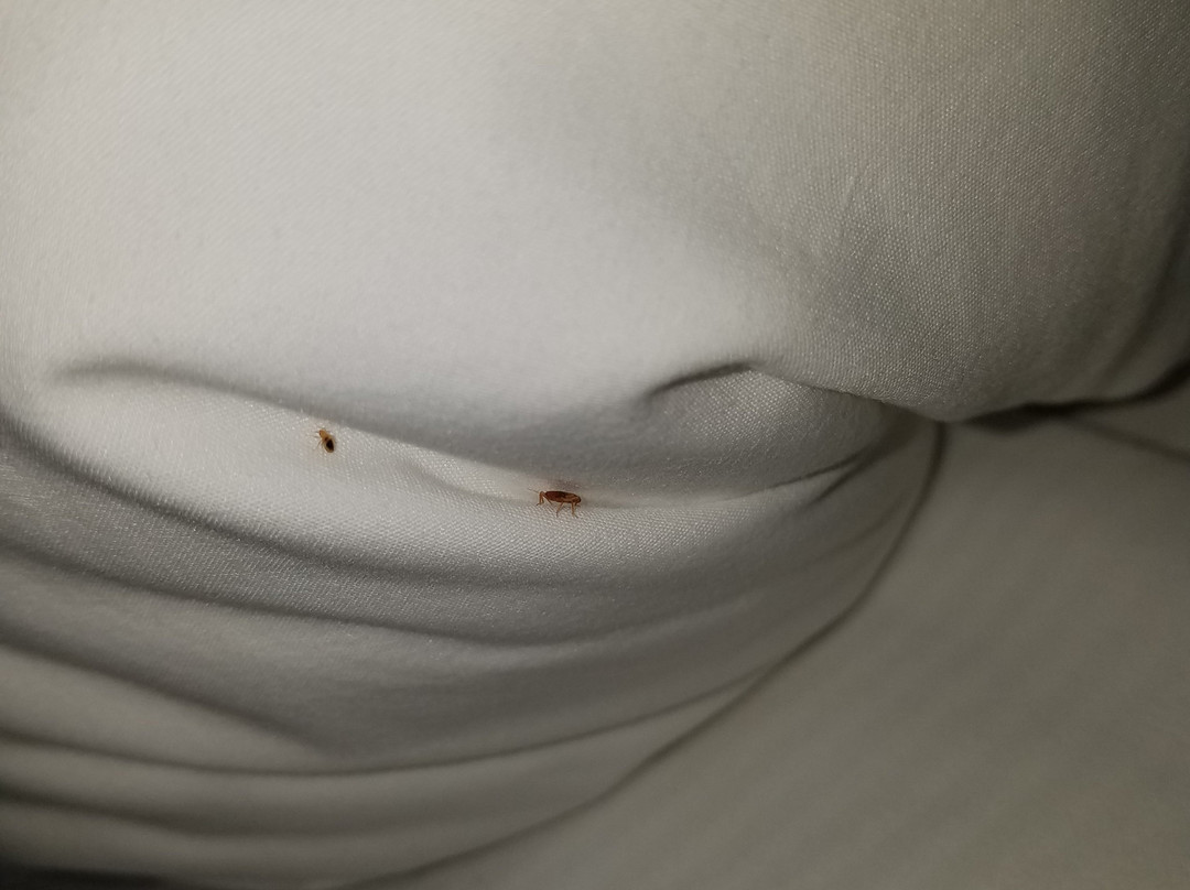 Baymont by Wyndham Decatur主图