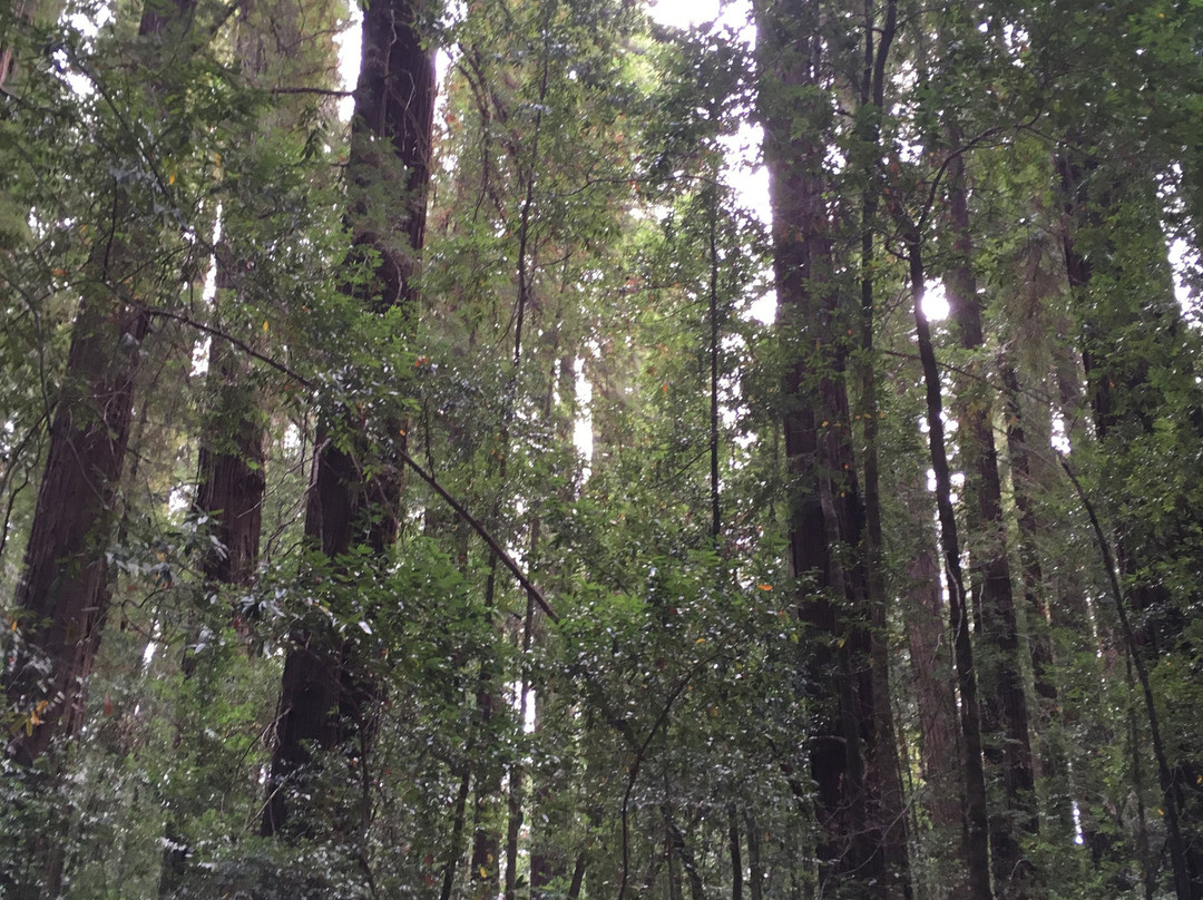 Hendy Woods State Park景点图片