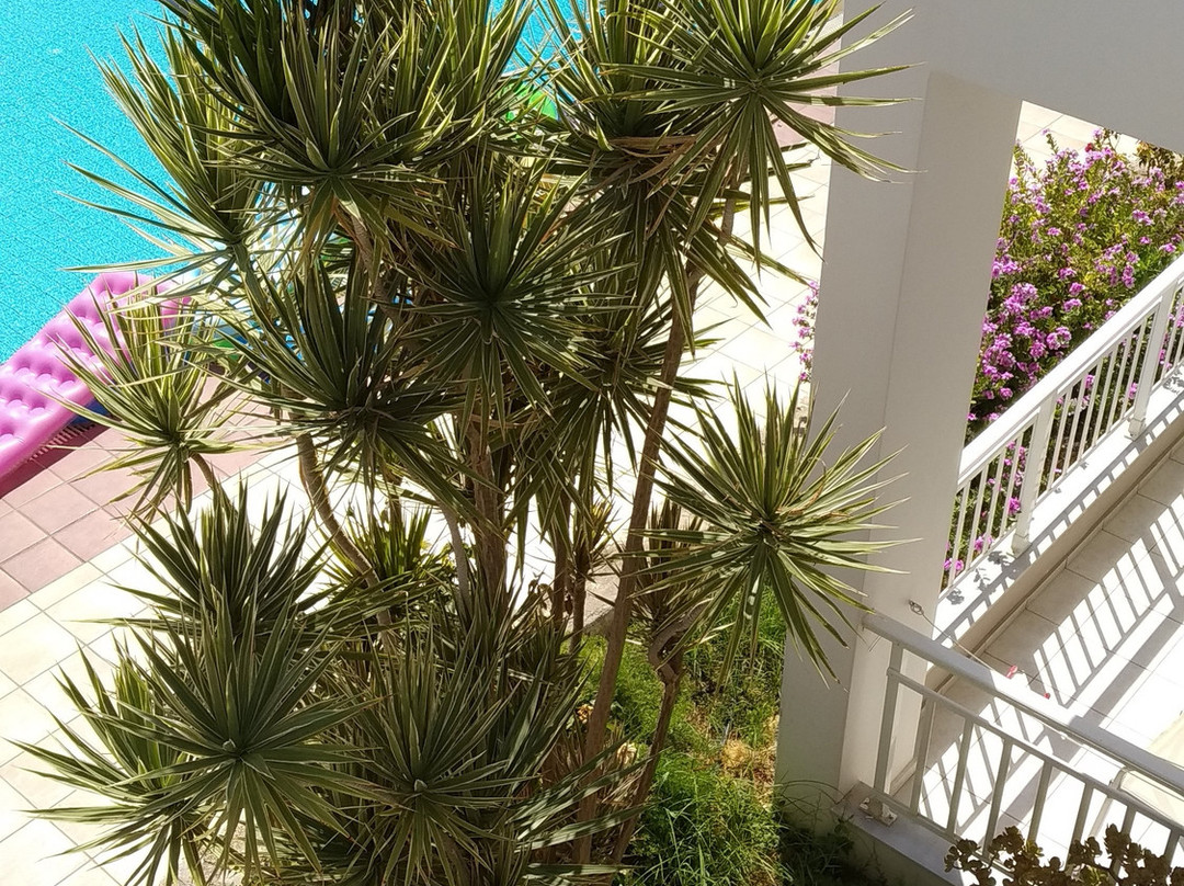 Evelin Hotel Apartments主图