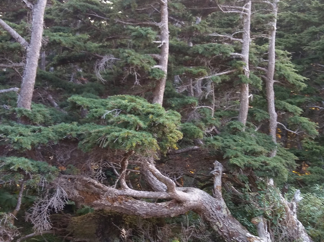 Mount Roberts Trail-朱诺必去景点