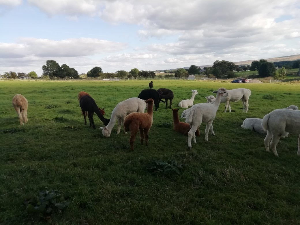 Teesdale Alpacas (Open by Appointment Only)景点图片
