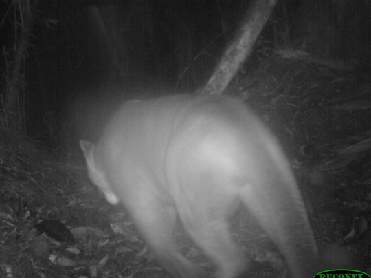 All Things Alpaca Ecuador-昆卡必去景点