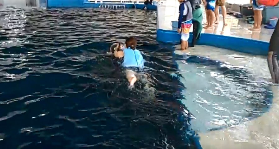 Shibushi Bay Daikoku Dolphin Park景点图片