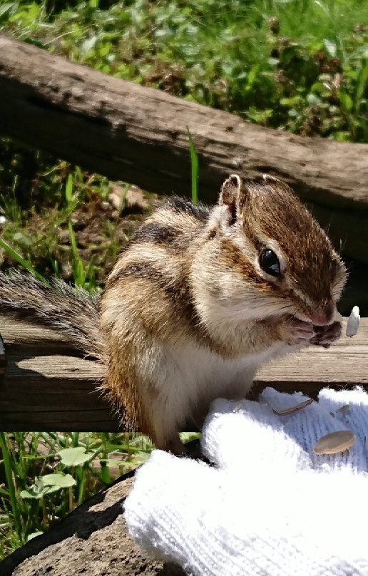 Okhotsk Chipmunk Park-网走市必去景点