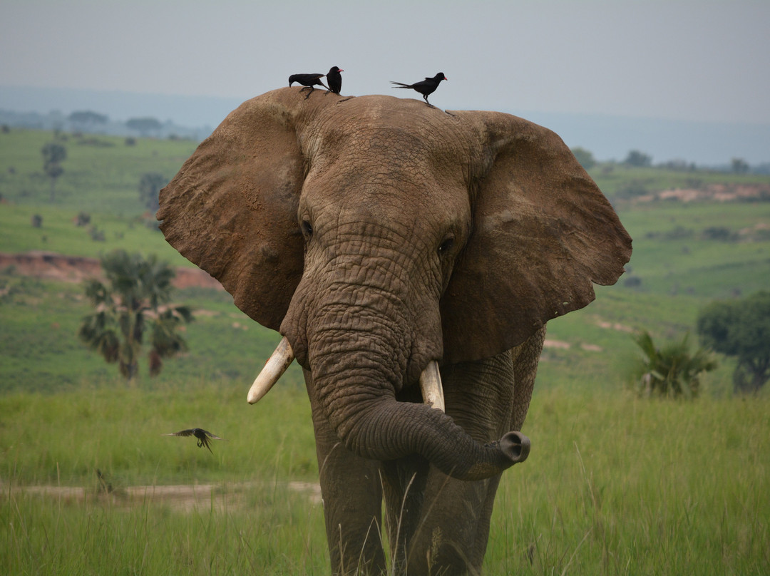 Self Drive in Uganda-恩德培必去景点