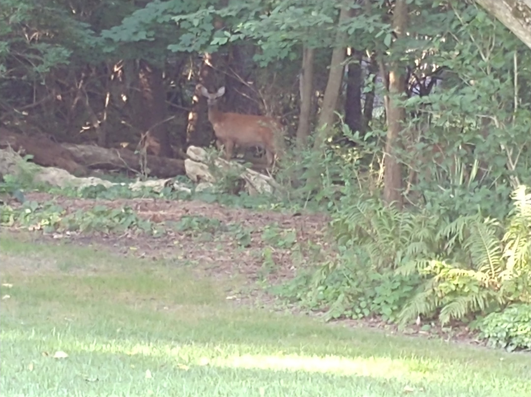 The Victorian Lady Bed & Breakfast主图