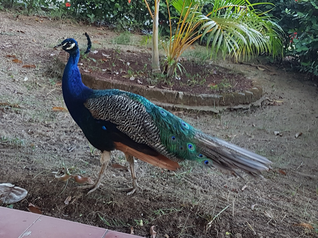 Villa Cayo Saetia主图