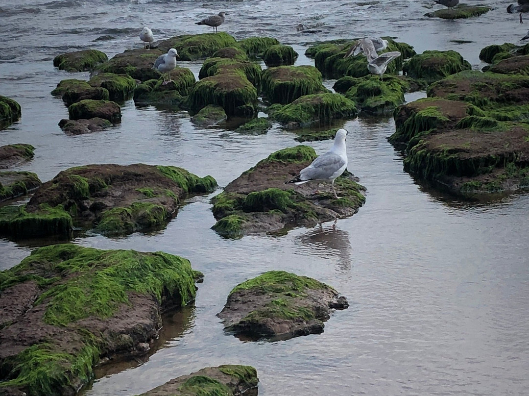Orcombe Point-埃克斯茅斯必去景点