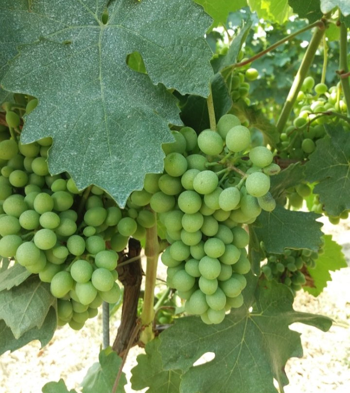 Strada del Barolo e Grandi Vini di Langa-Castiglione Falletto必去景点