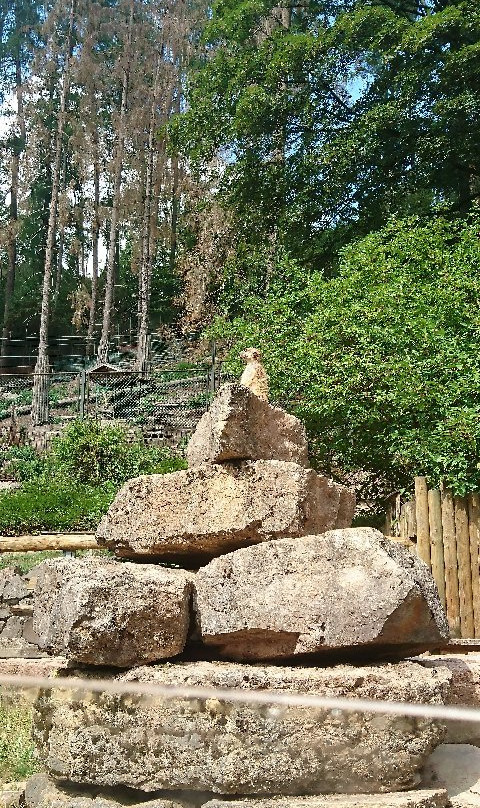 Suhler Tierpark-苏尔必去景点