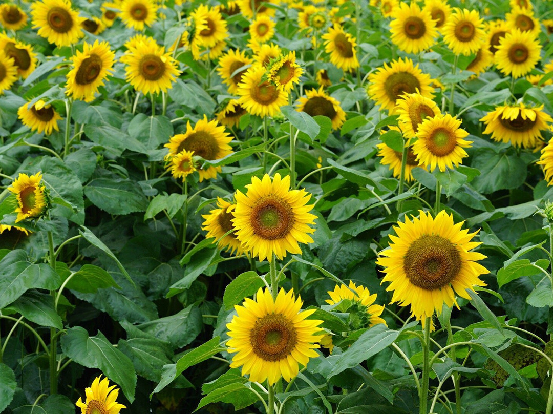 Sunflower field of Akeno景点图片