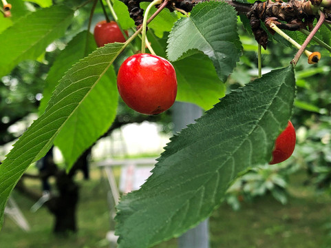 Komachi Orchards-沼田市必去景点