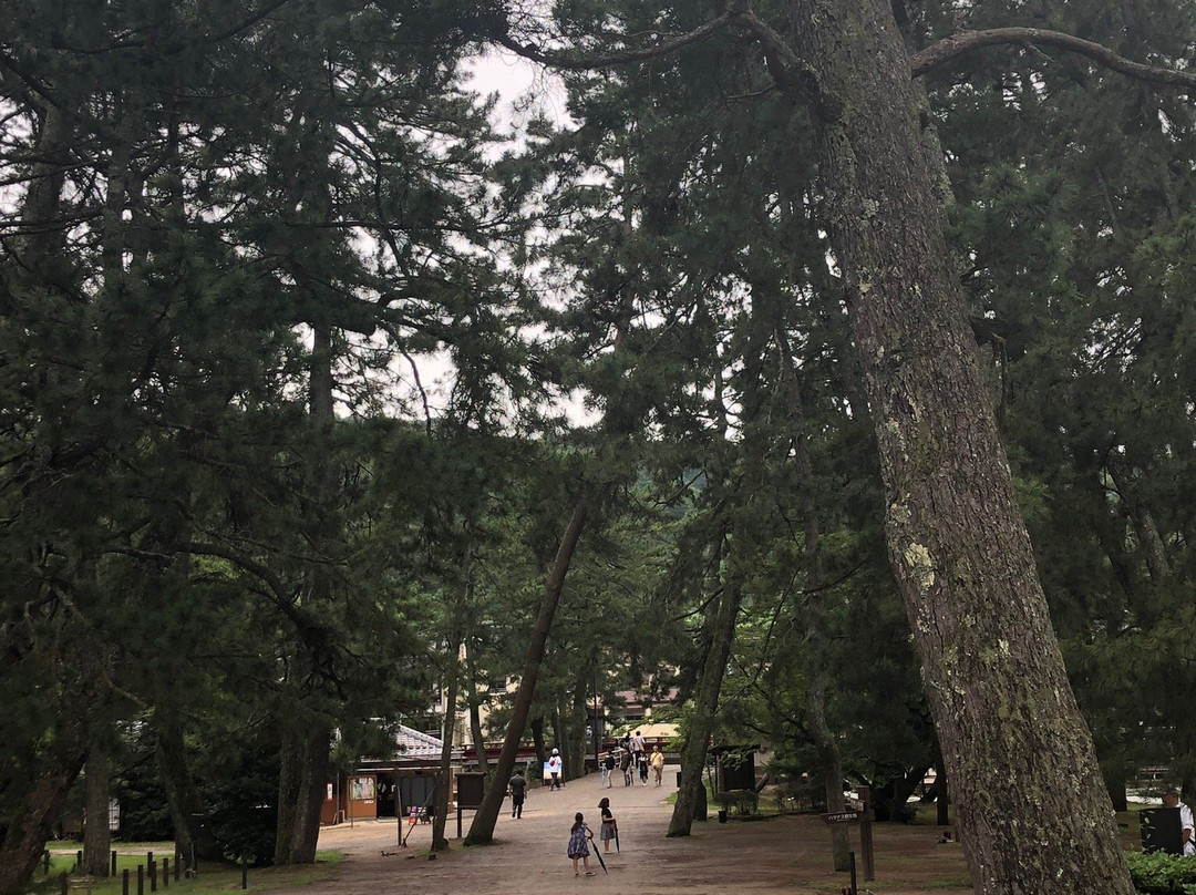 Amano Hashidate Beach-宫津市必去景点