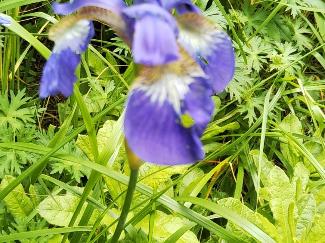 Ike no Taira Shitsugen-东御市必去景点