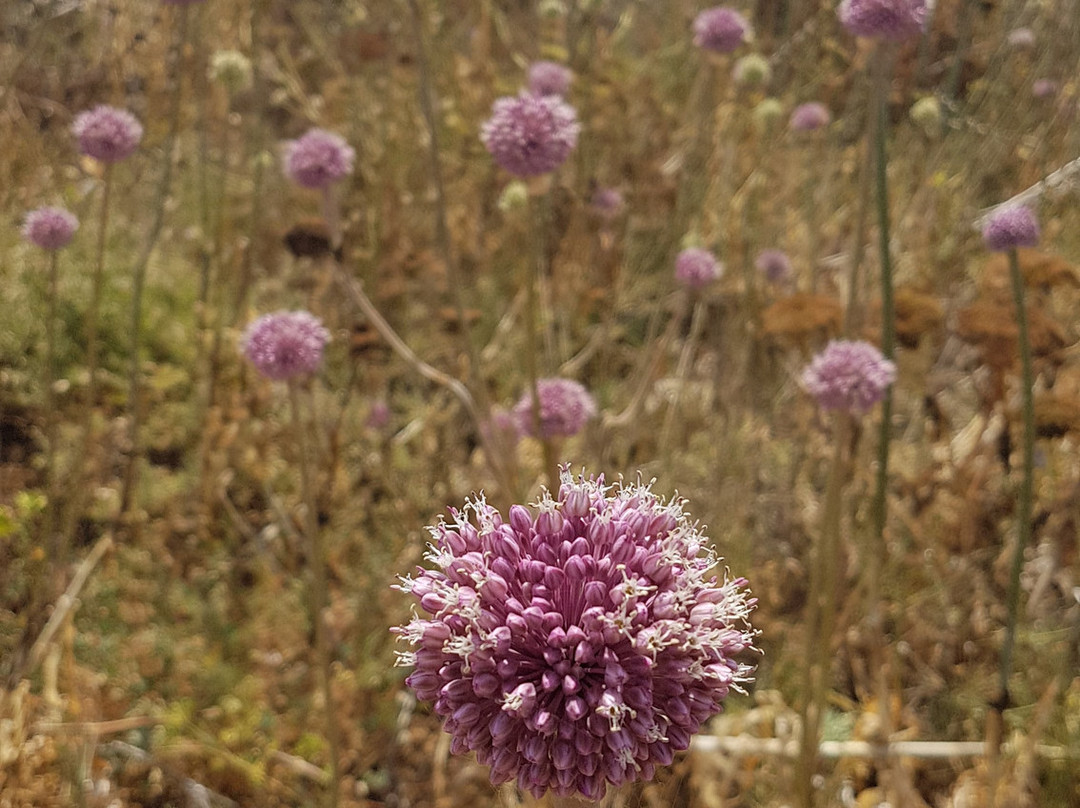 L'Area Naturale Marina Protetta Tavolara - Punta Coda Cavallo-奥尔比亚必去景点