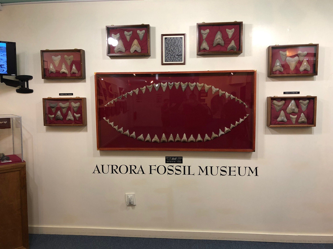 Aurora Fossil Museum景点图片