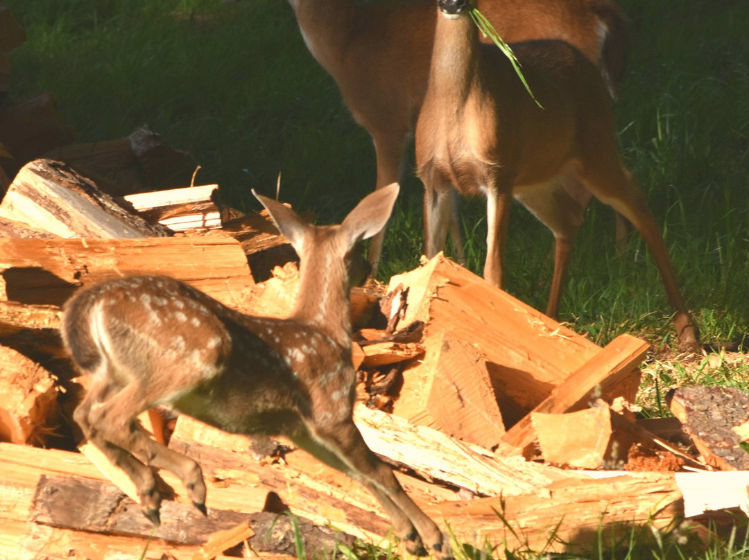 Ye Olde Danish Inn主图