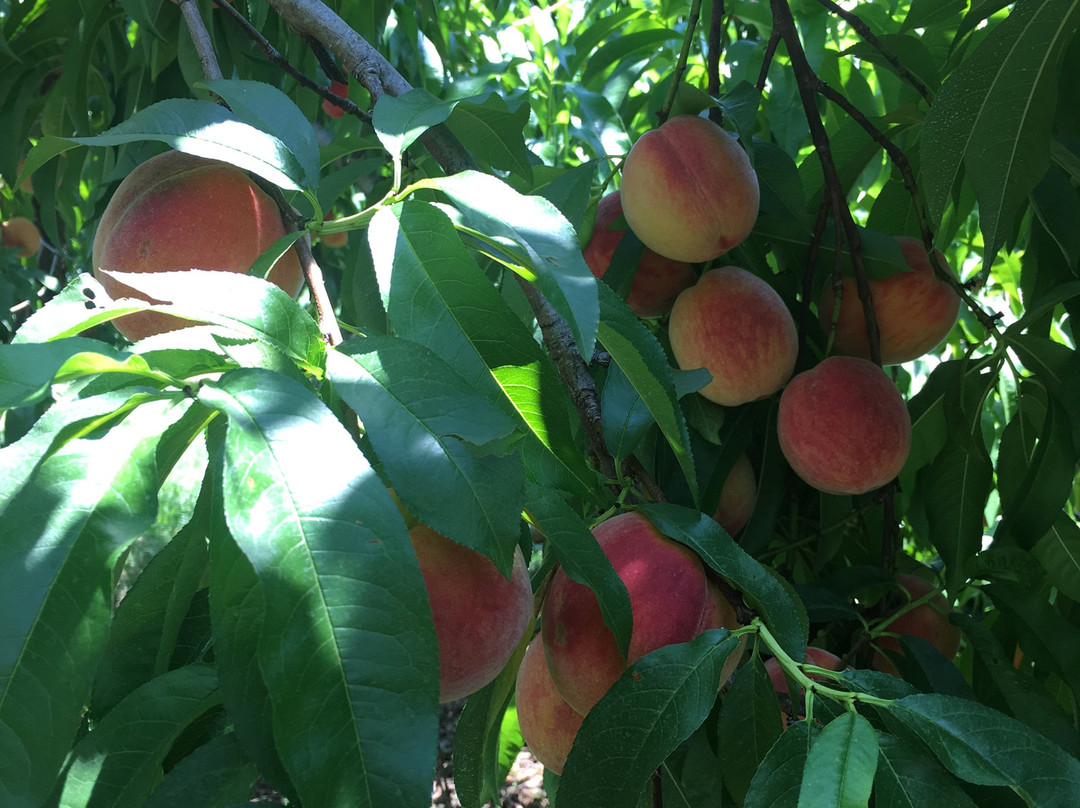 Stribling Orchard景点图片