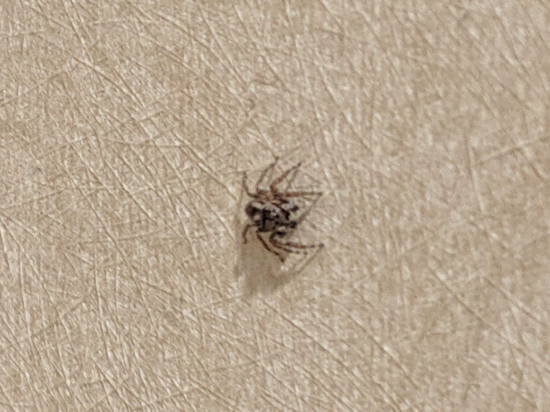 West Inn & Suites Carlsbad主图