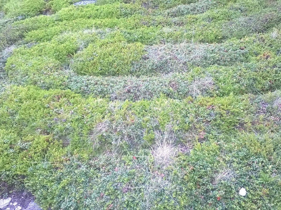 Labyrinths of Big Zayatskiy Island景点图片