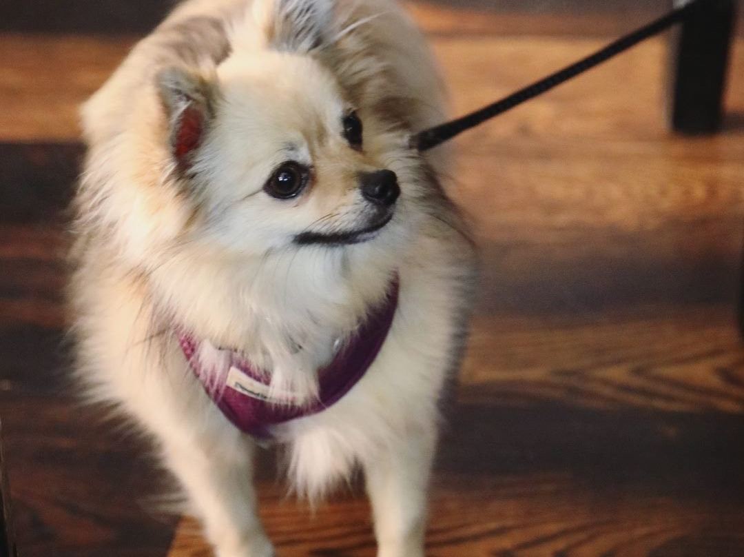 The White Hart Pub主图