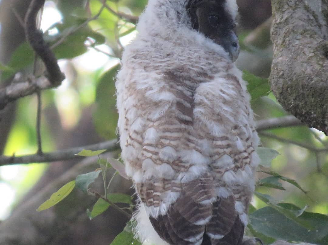 Just Safari景点图片