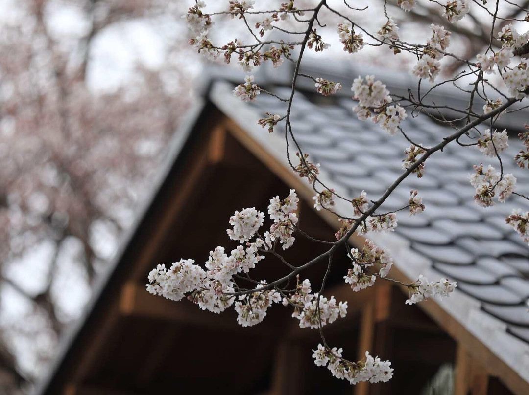 Senbon Cherry Blossom in Akagi Nammen-前桥县必去景点