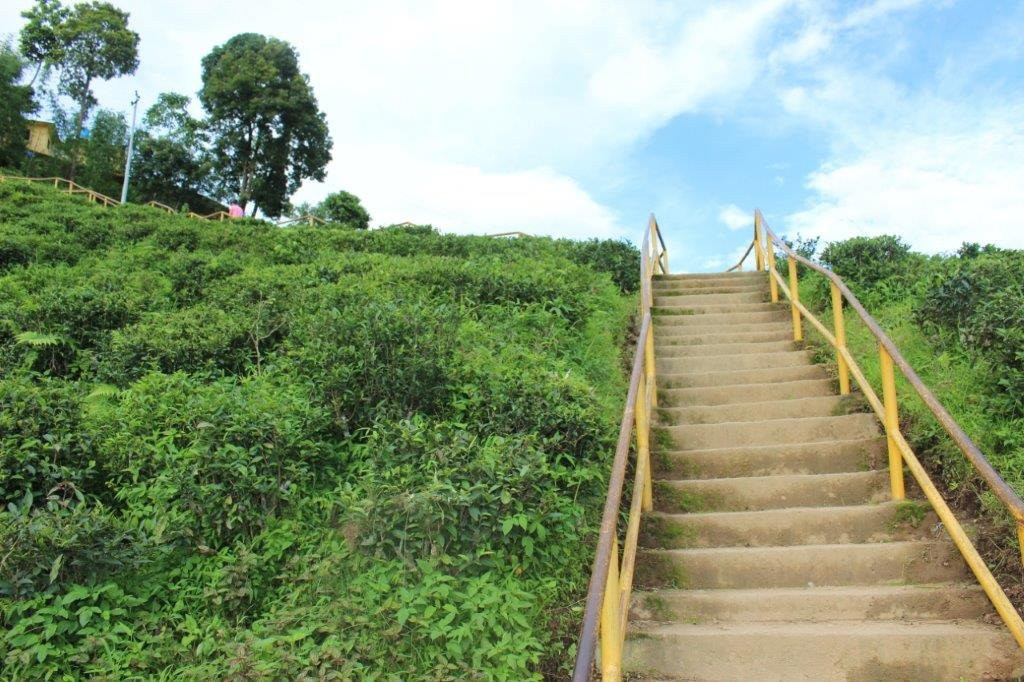 Tea Garden景点图片