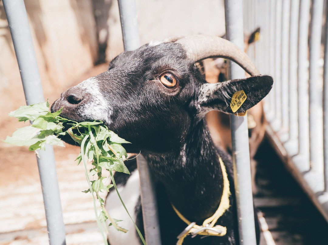 Goetzfried Hof主图