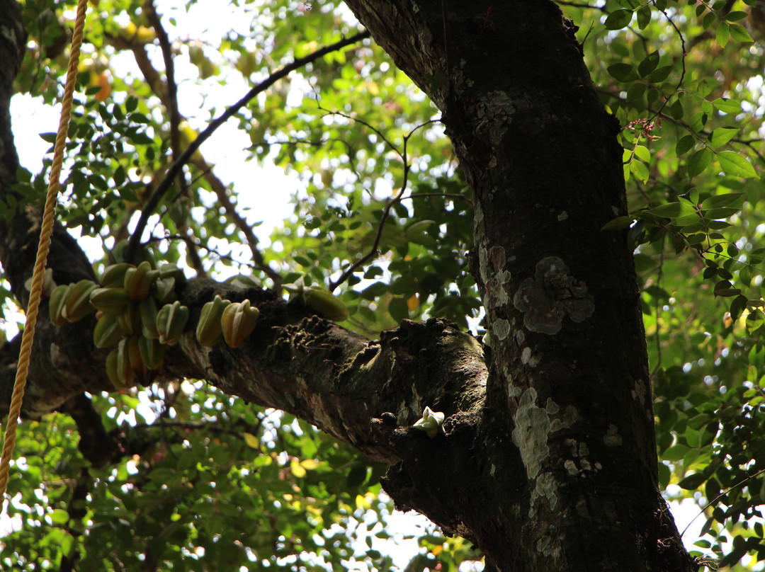 Regional Agricultural Research Station-Sulthan Bathery必去景点