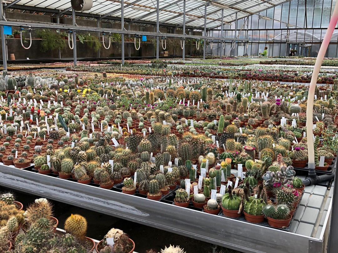 Cactusmania Di Manera Bruno-文蒂米利亚必去景点