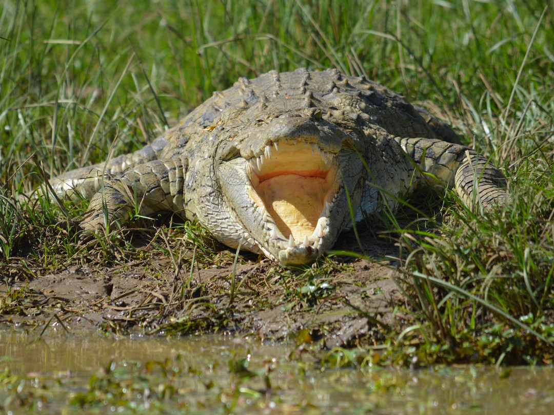 Crocodile Pools River Safaris景点图片