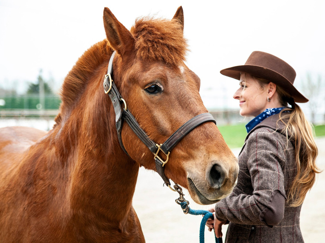 Villa Betula Resort - Horse Riding Arena景点图片