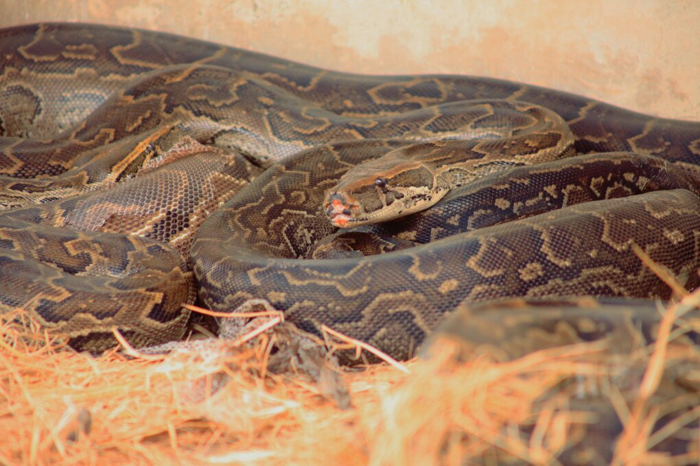 Ifisi Zoo-姆贝亚必去景点