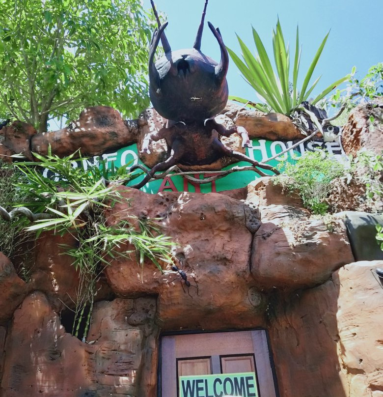 Borneo Ant House-斗亚兰必去景点