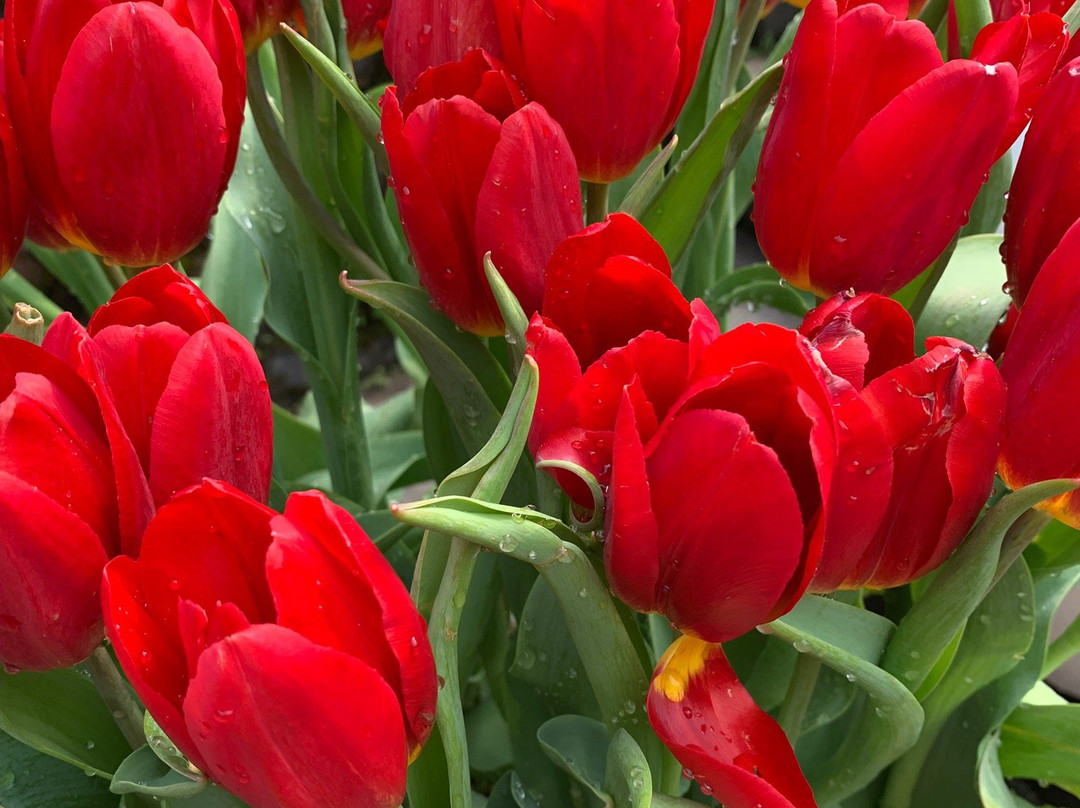 L'Indochine Hotel - Banahills主图