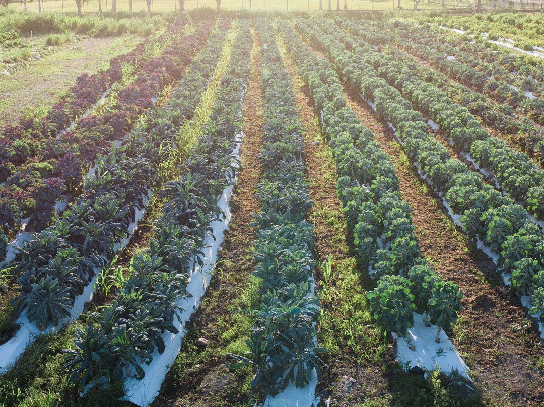 Redland Community Farm and Market-霍姆斯特德必去景点