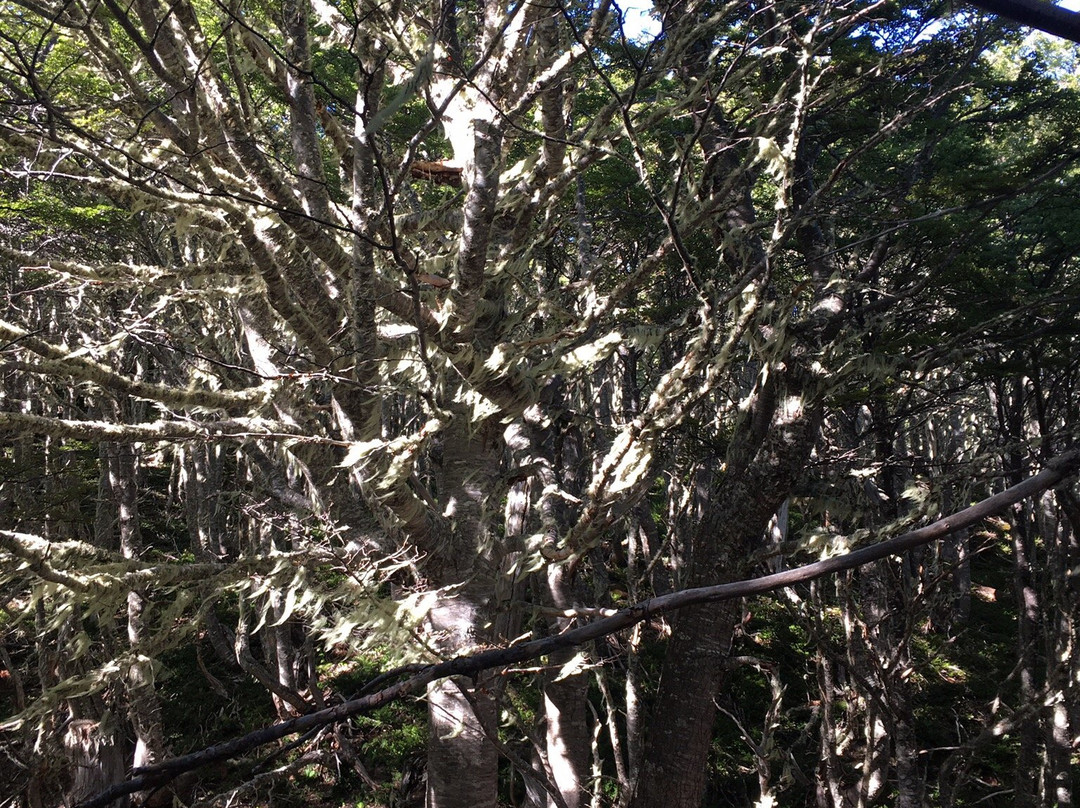 Indomita Adventures Patagonia-蓬塔阿雷纳斯必去景点