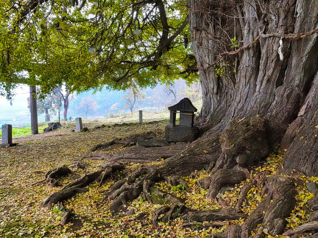 Godo's Big Ginkgo Biloba Tree-饭山市必去景点