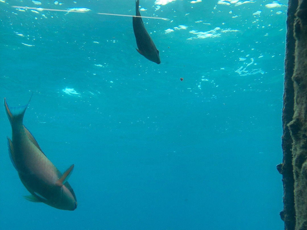 Miyakojima Marine Park景点图片