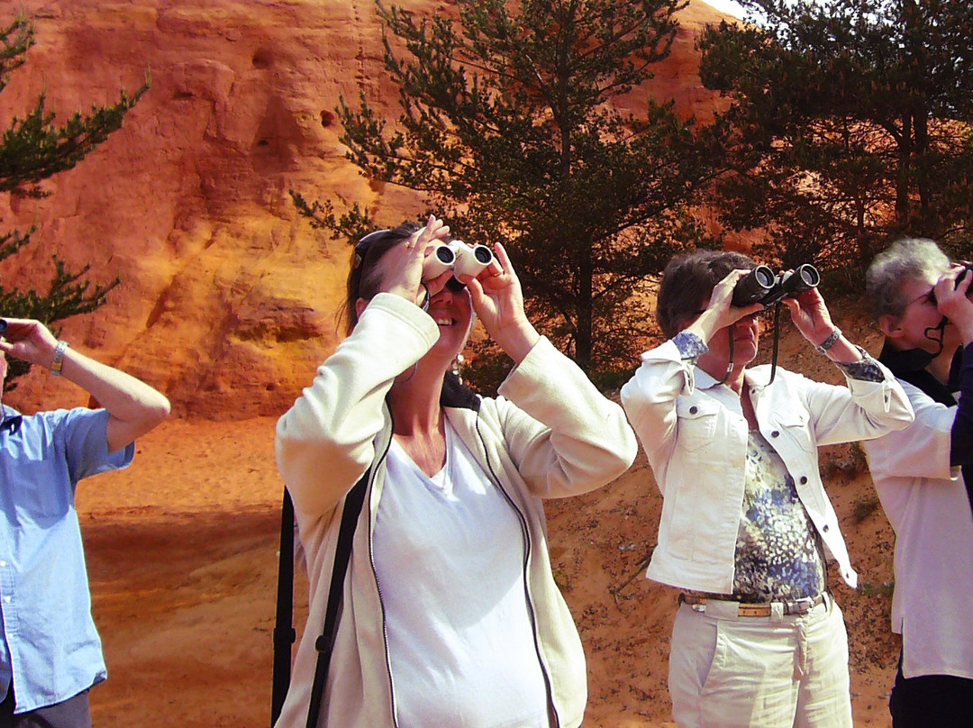 Upupa Birdwatching景点图片