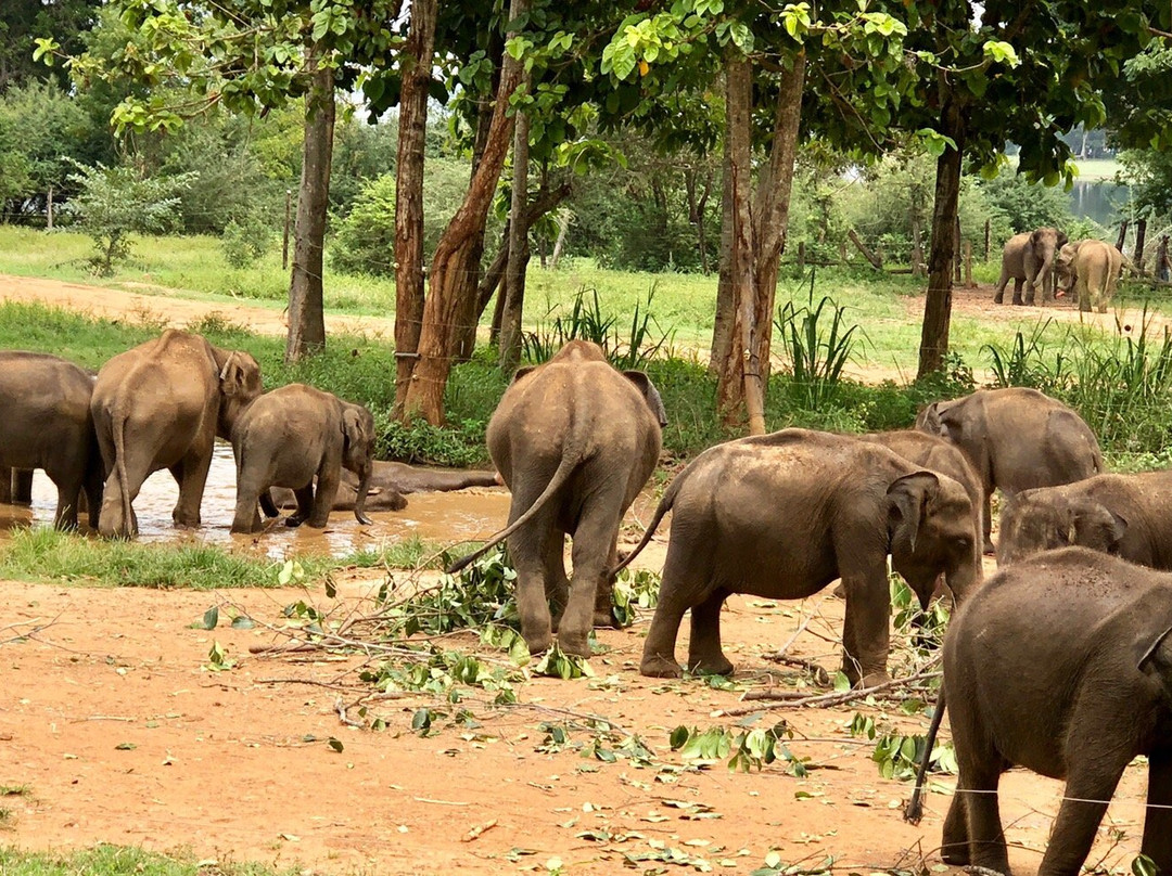 Udawalawa Elephant Orphanage景点图片